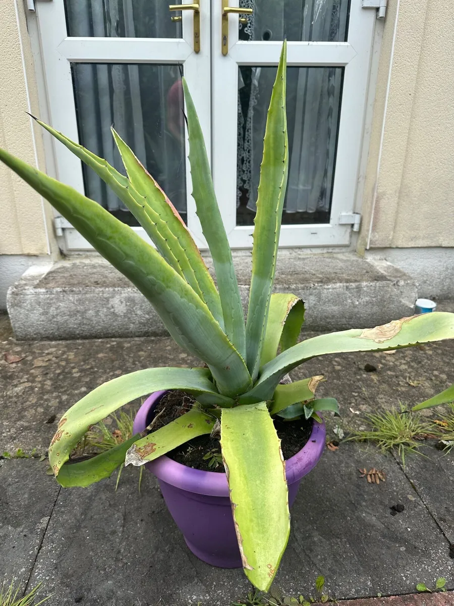 100 cm , 39 inch Tall Large American agave - Image 2