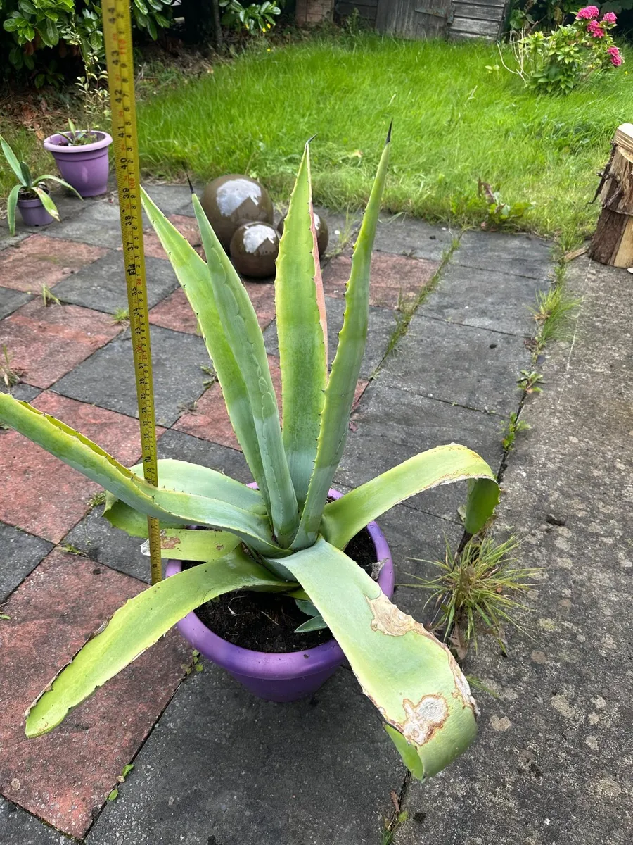 100 cm , 39 inch Tall Large American agave - Image 4
