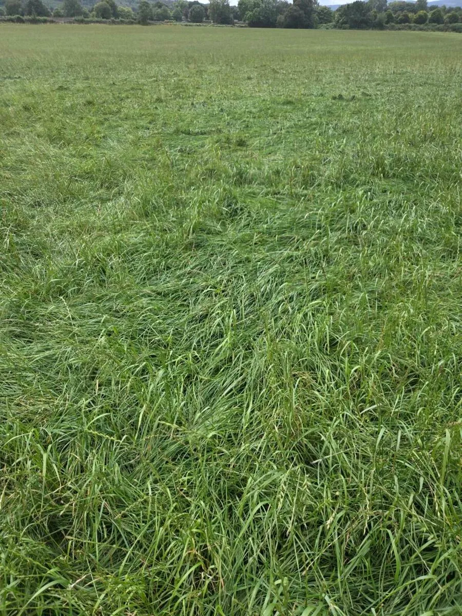 GRASS SILAGE