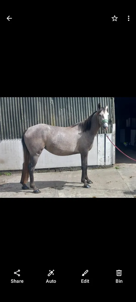 Sportshorse - Image 1