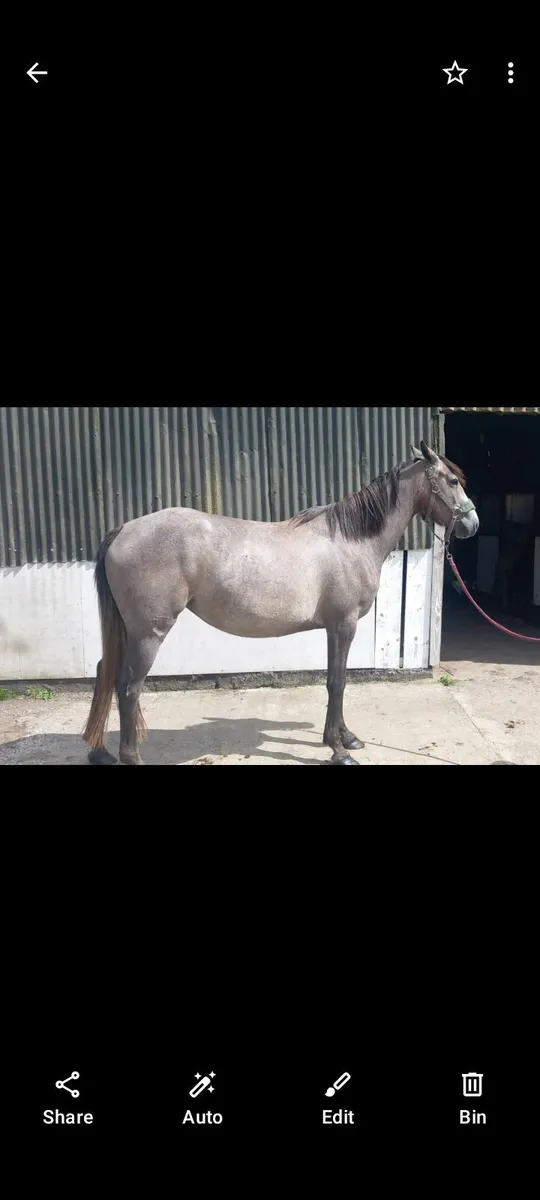 Sportshorse - Image 2