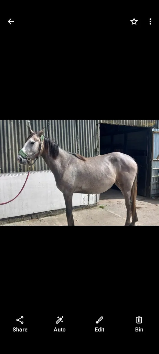 Sportshorse - Image 3
