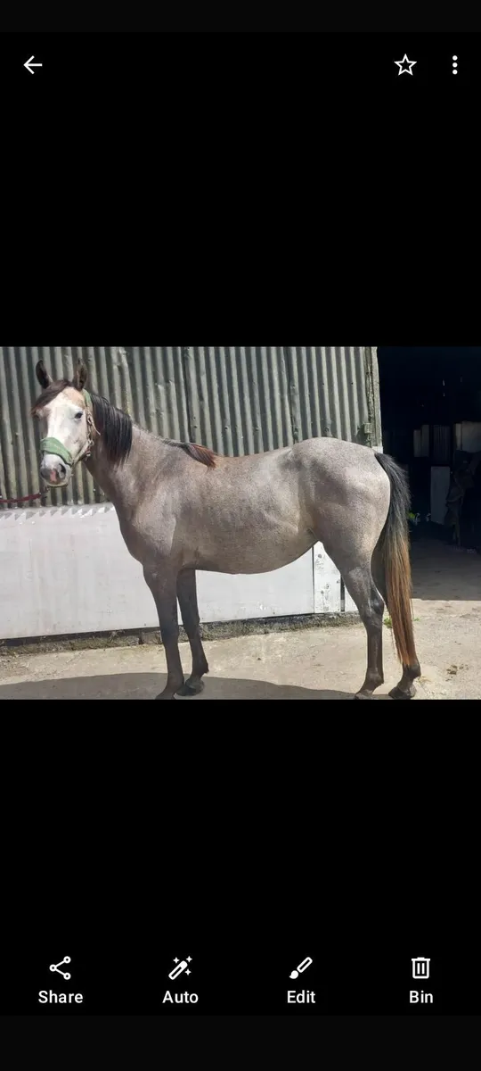 Sportshorse - Image 4