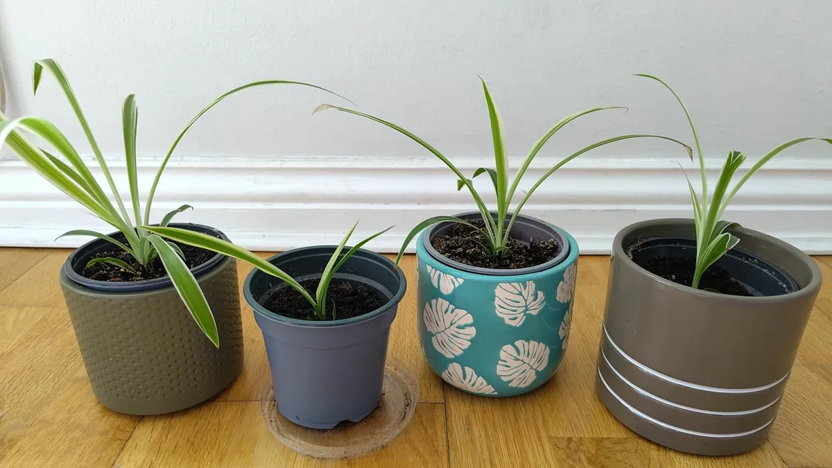 Spider plants