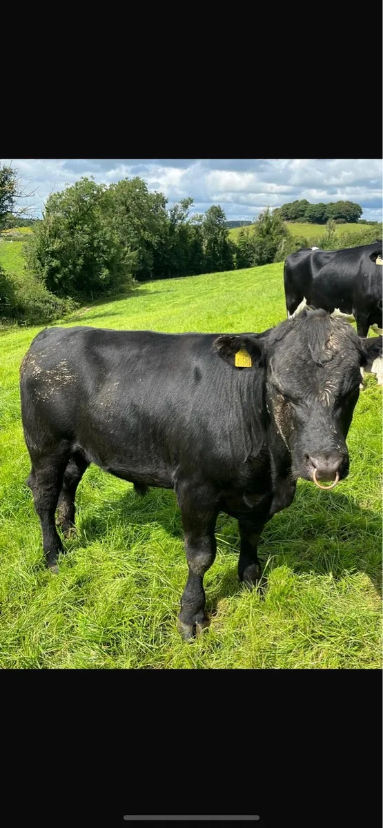 Bull - Image 1