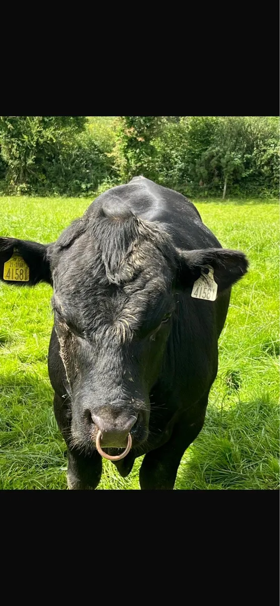 Bull - Image 2