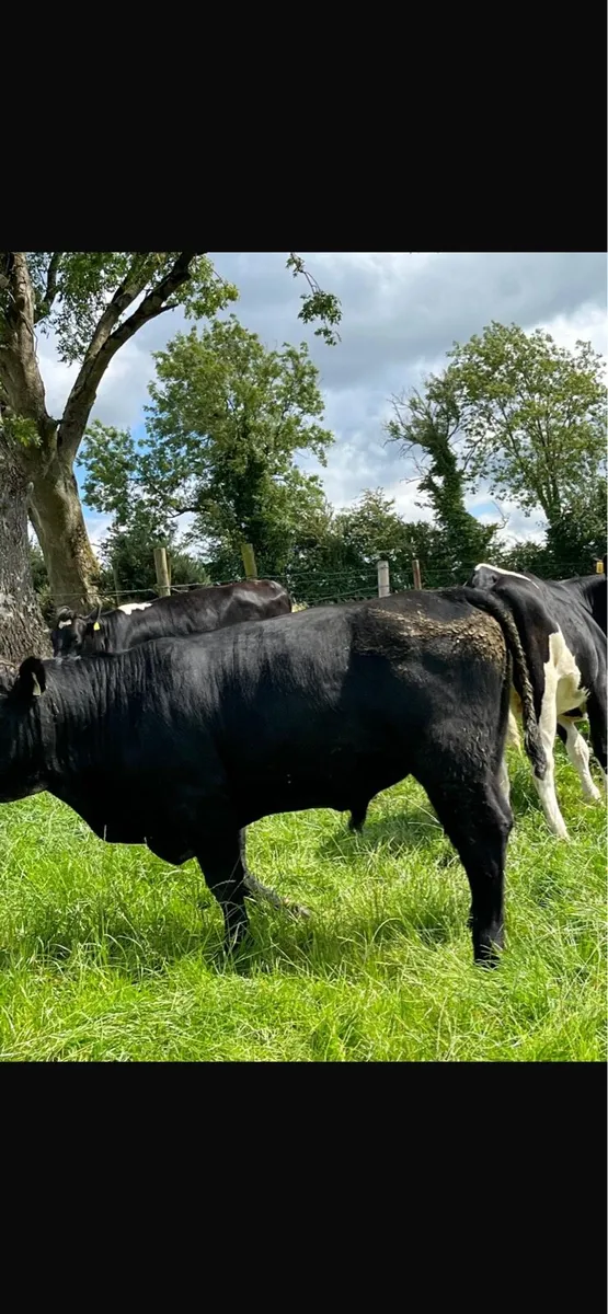 Bull - Image 3
