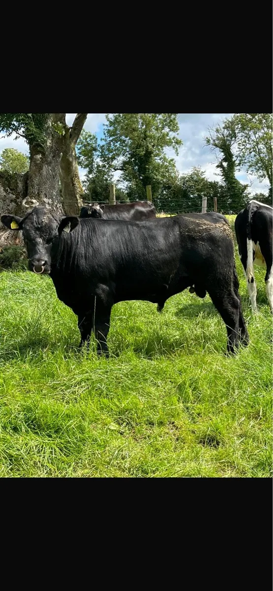 Bull - Image 4