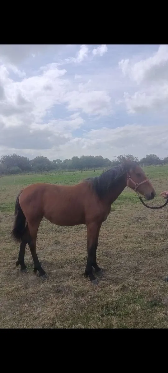 Connie cross foal - Image 1