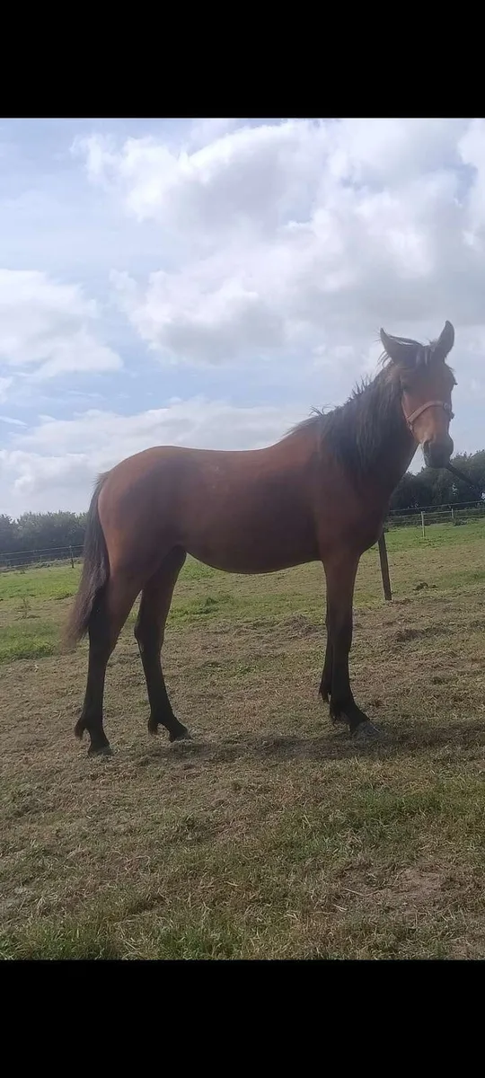 Connie cross foal - Image 2