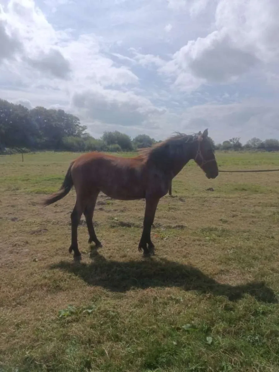 Connie cross foal - Image 3