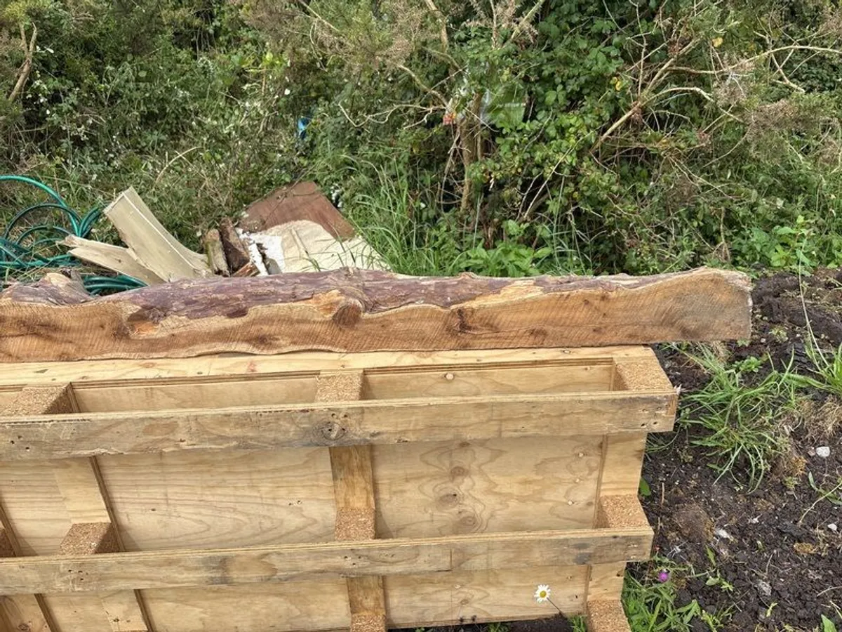 yew wood for wood turning - Image 2