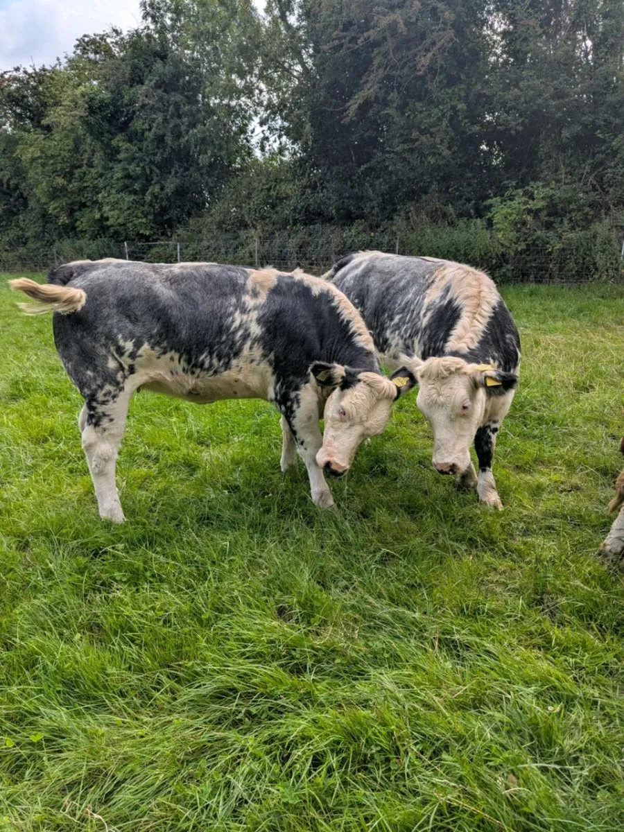 Suckler Bred Heifers - Image 2