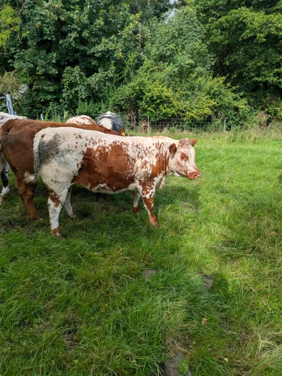 Suckler Bred Heifers - Image 3