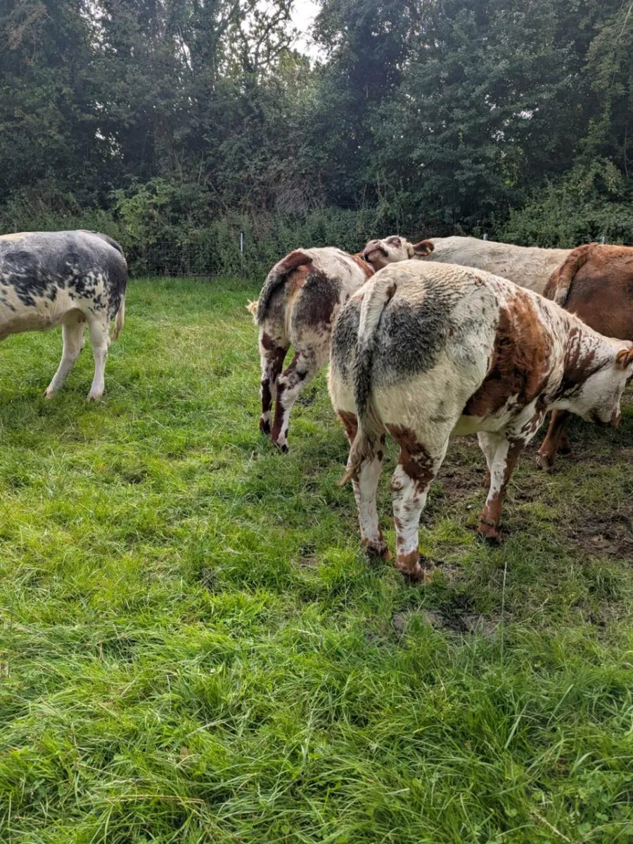 Suckler Bred Heifers - Image 4