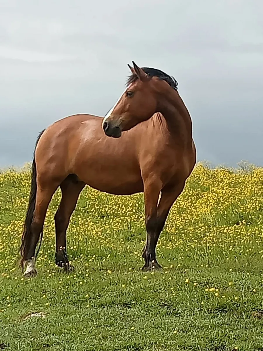 Top class connemara mare