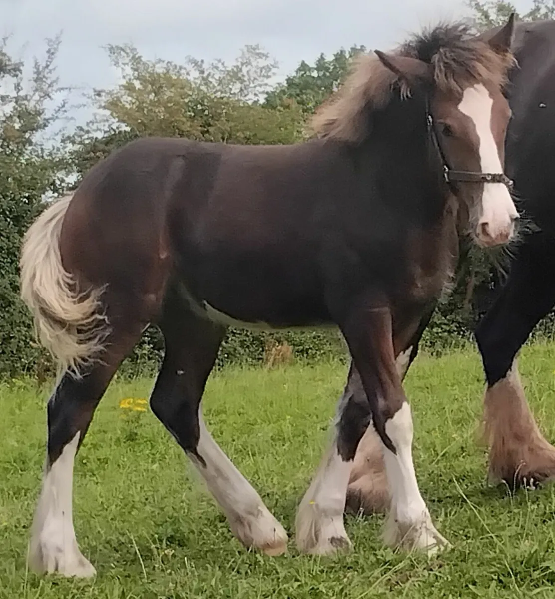 Top class  filly foal - Image 1