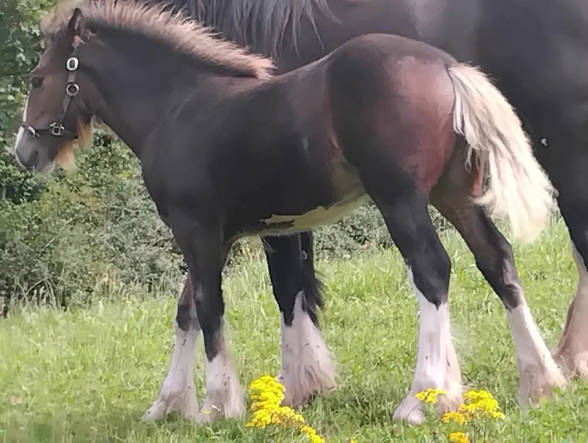 Top class  filly foal - Image 2
