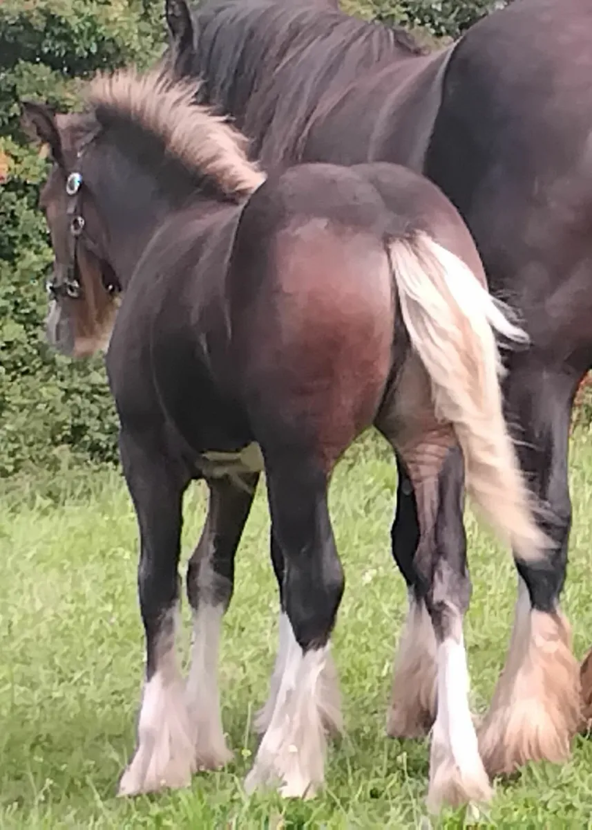 Top class  filly foal - Image 3