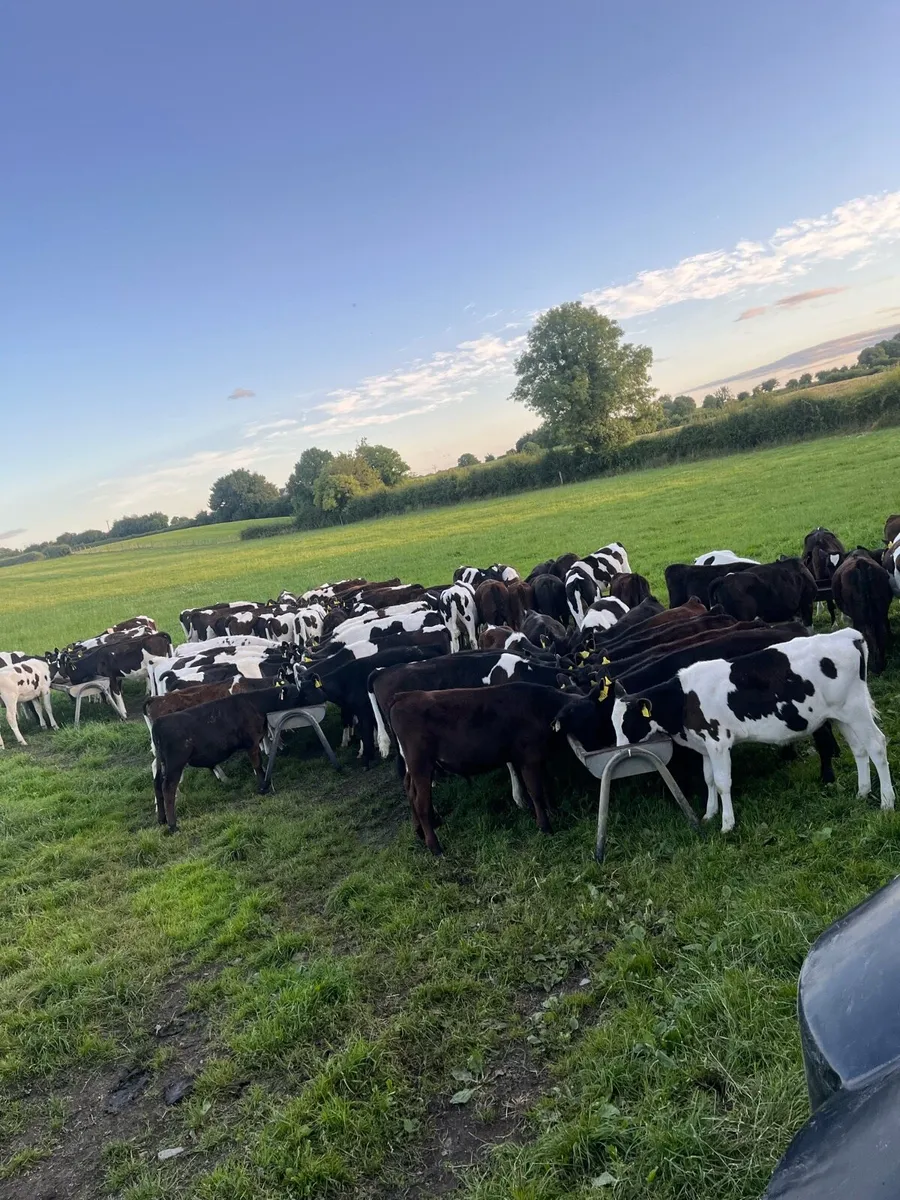 Relief milker available and general farm worker - Image 2