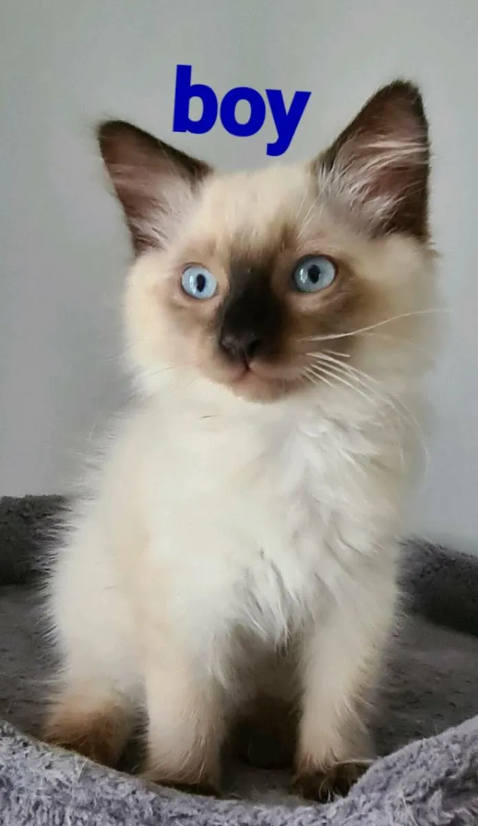 Kittens - Image 1