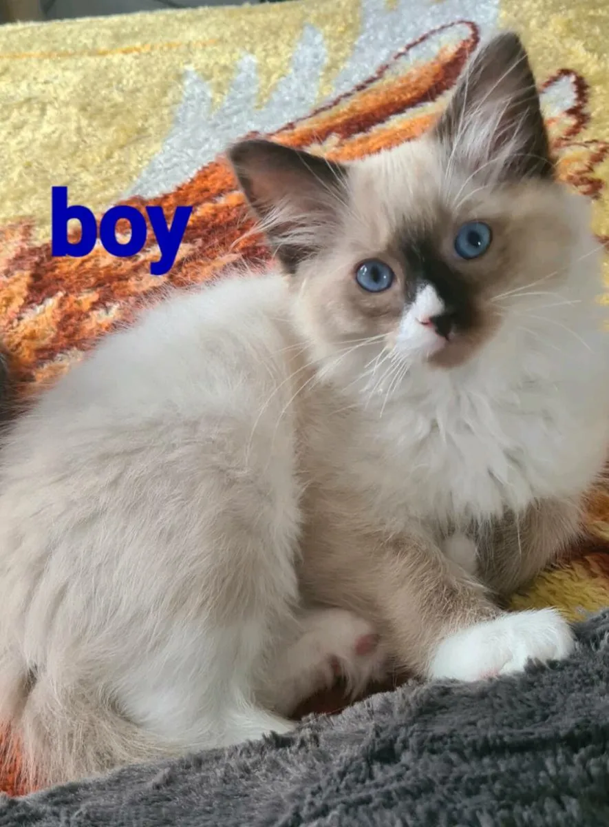 Kittens - Image 2