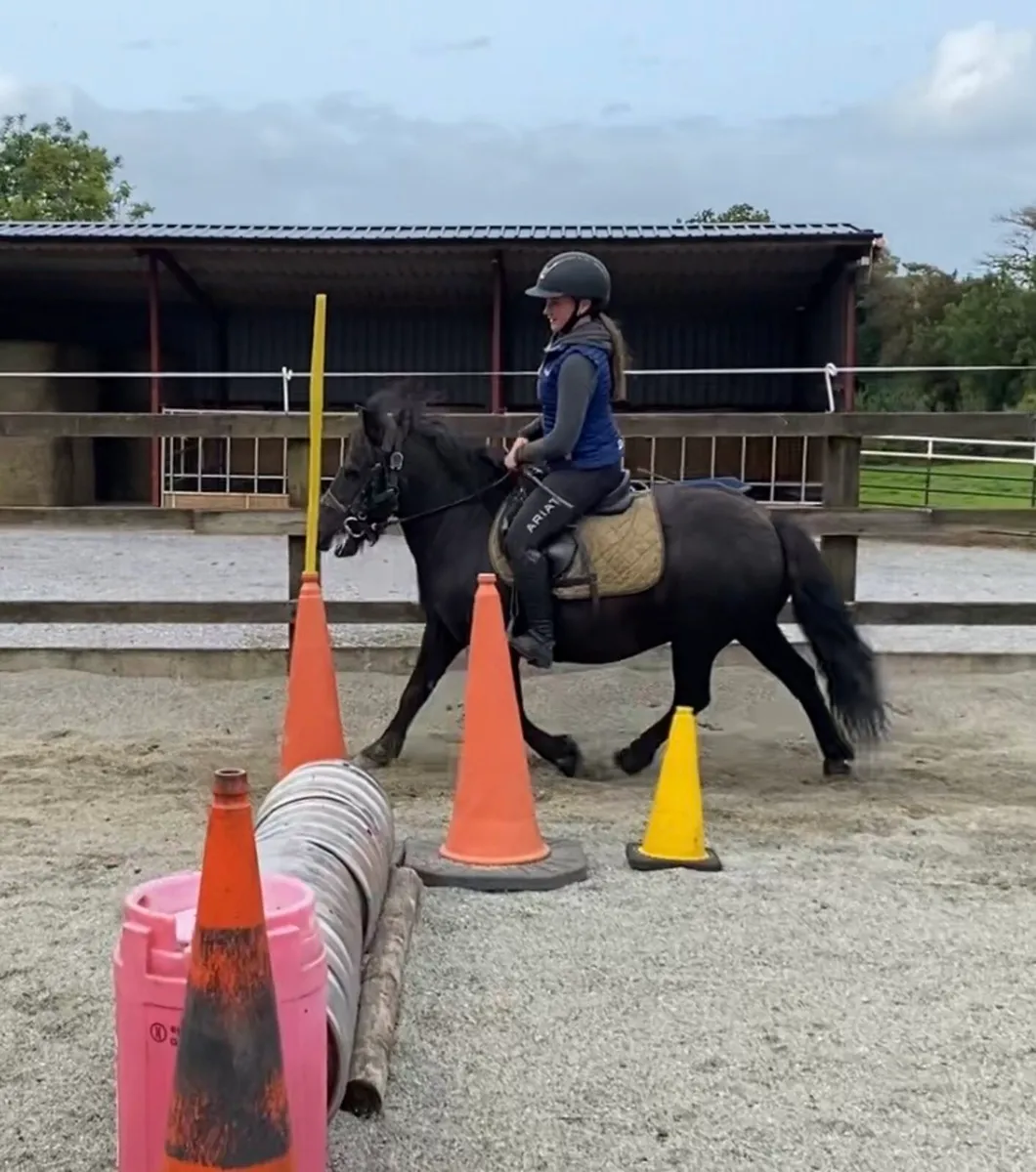 QUIET STARTER/ LEAD-REIN GELDING - Image 1