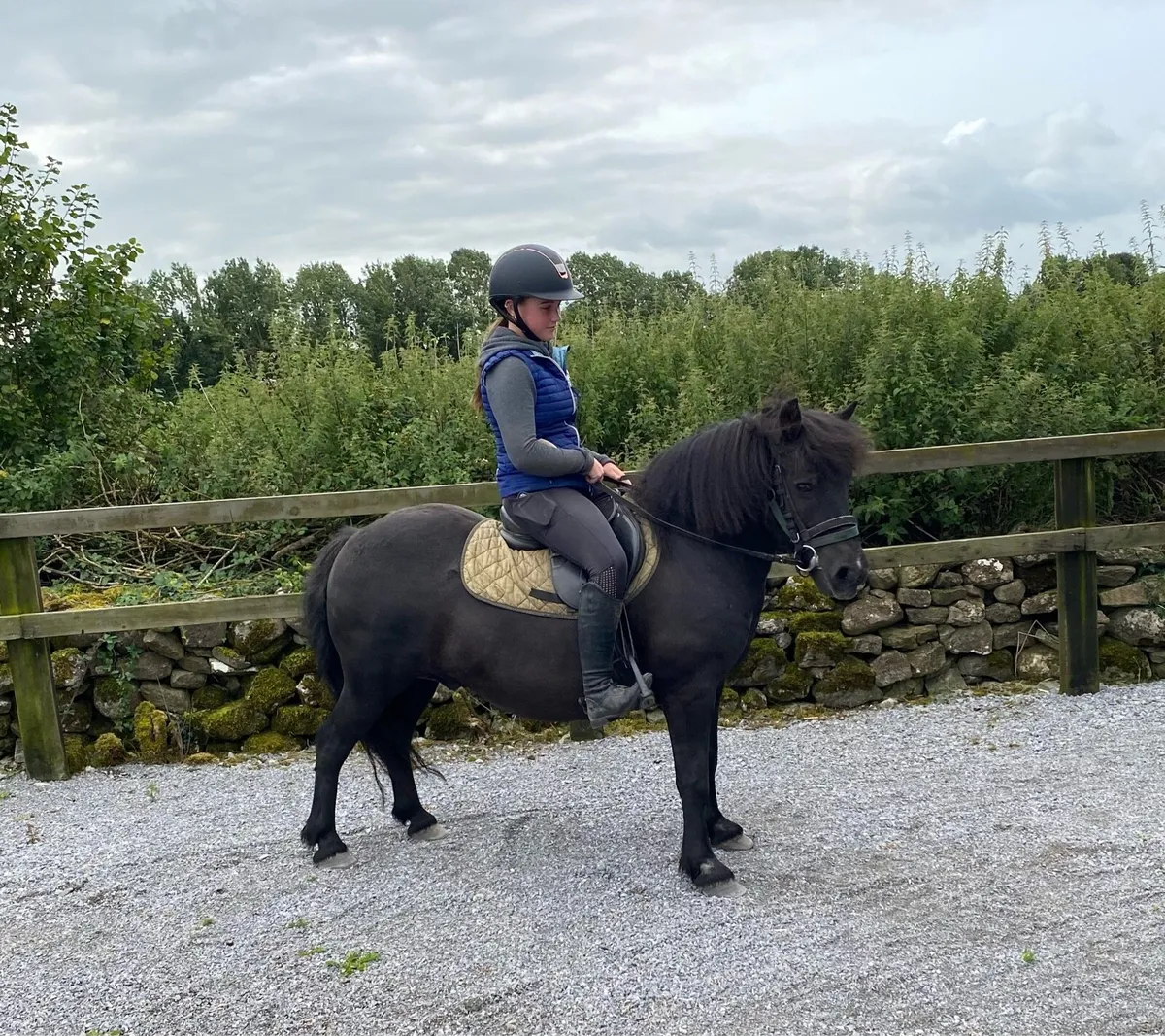 QUIET STARTER/ LEAD-REIN GELDING - Image 2