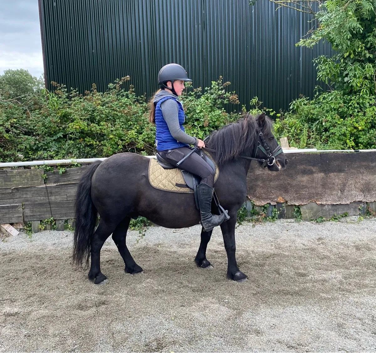 QUIET STARTER/ LEAD-REIN GELDING - Image 3