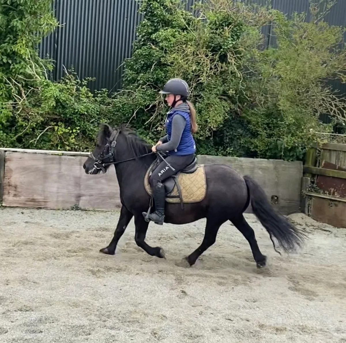 QUIET STARTER/ LEAD-REIN GELDING - Image 4