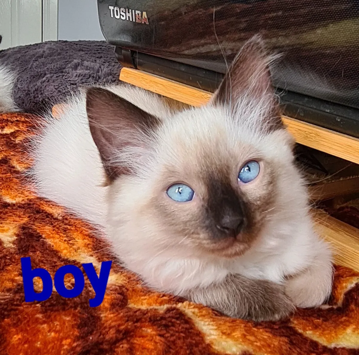Kittens - Image 3