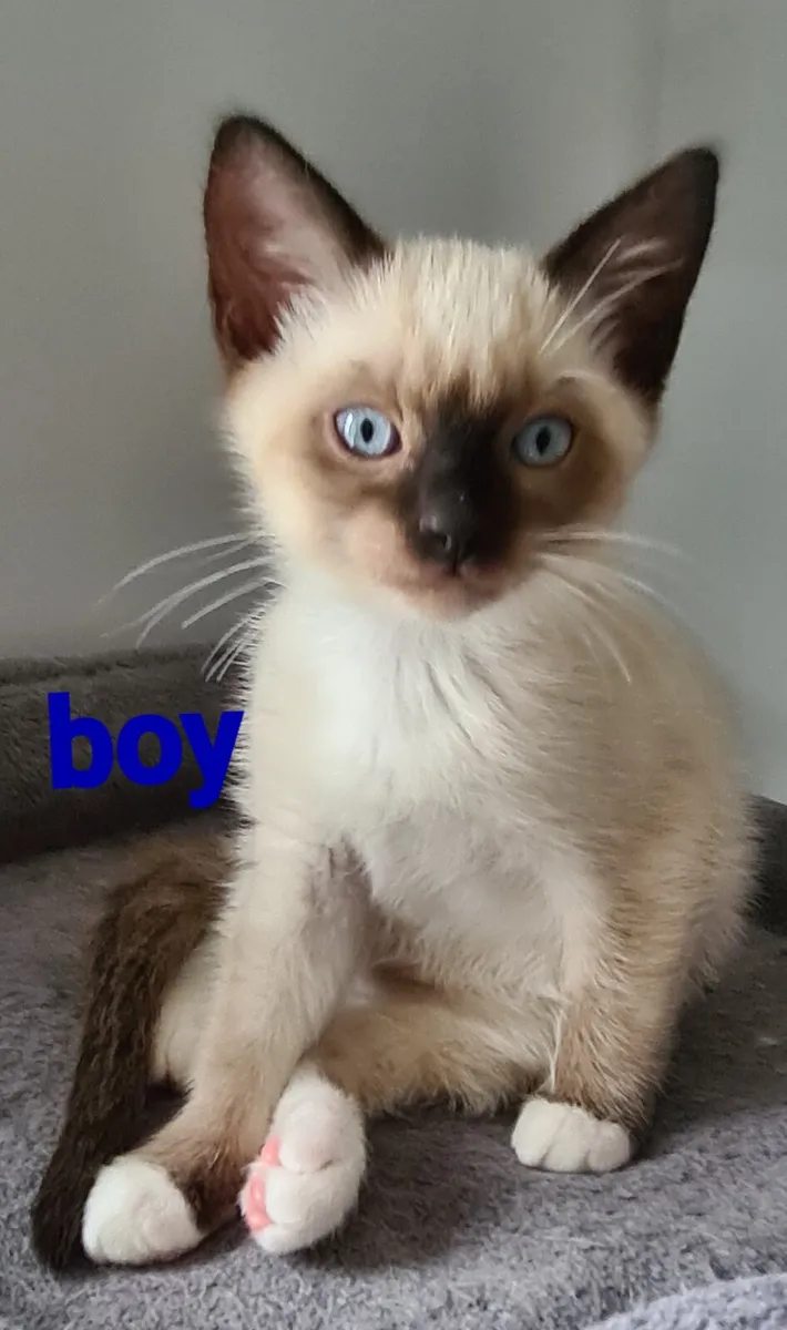 Kittens - Image 4