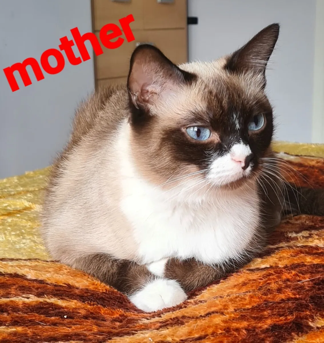 Kittens - Image 3