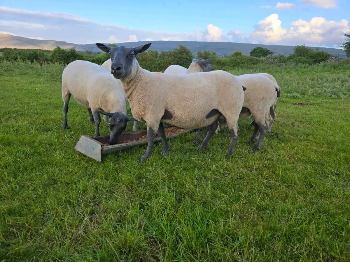 Bleu Du Maine Hogget Rams Shearlings - Image 2