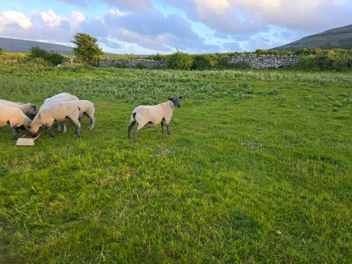 Bleu Du Maine Hogget Rams Shearlings - Image 3