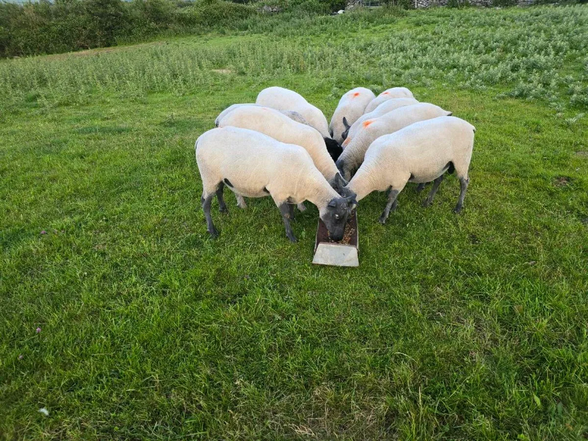 Bleu Du Maine Hogget Rams Shearlings - Image 4