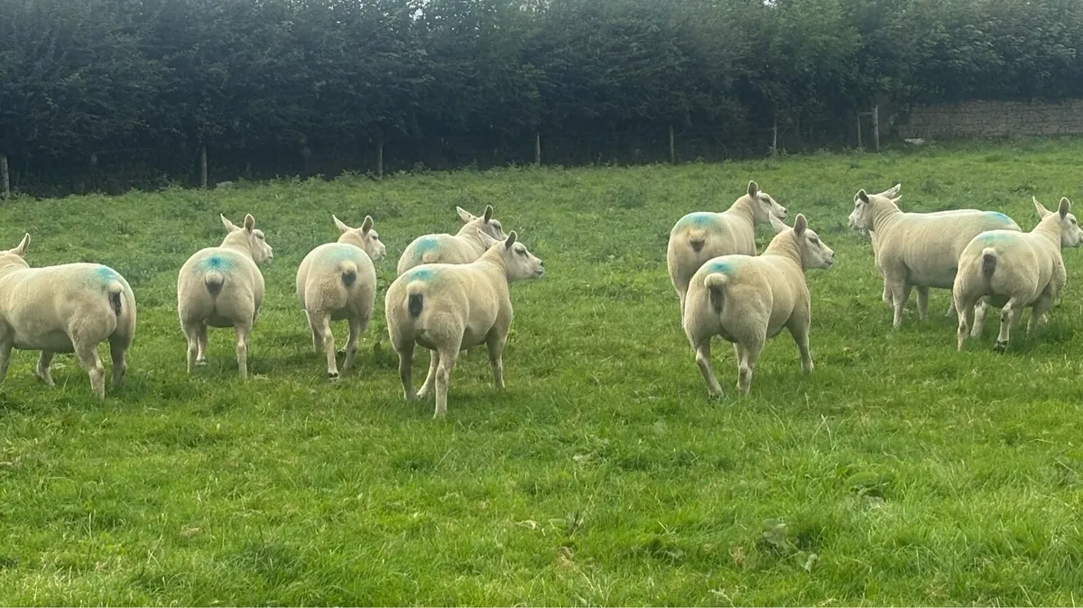 Pure bred texel hoggets - Image 2