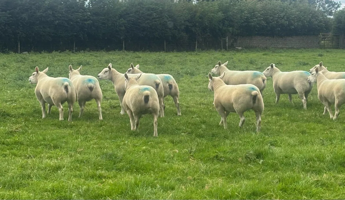 Pure bred texel hoggets - Image 1