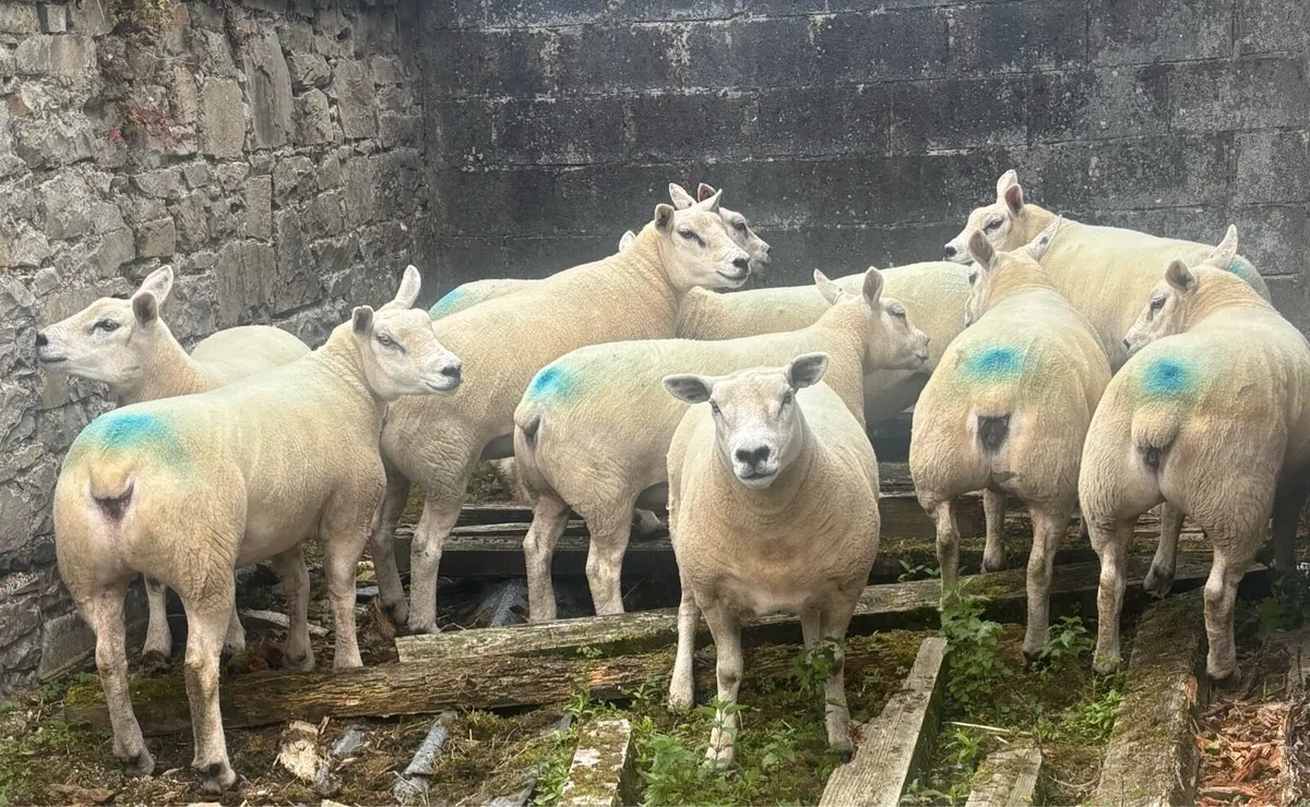 Pure bred texel hoggets - Image 4