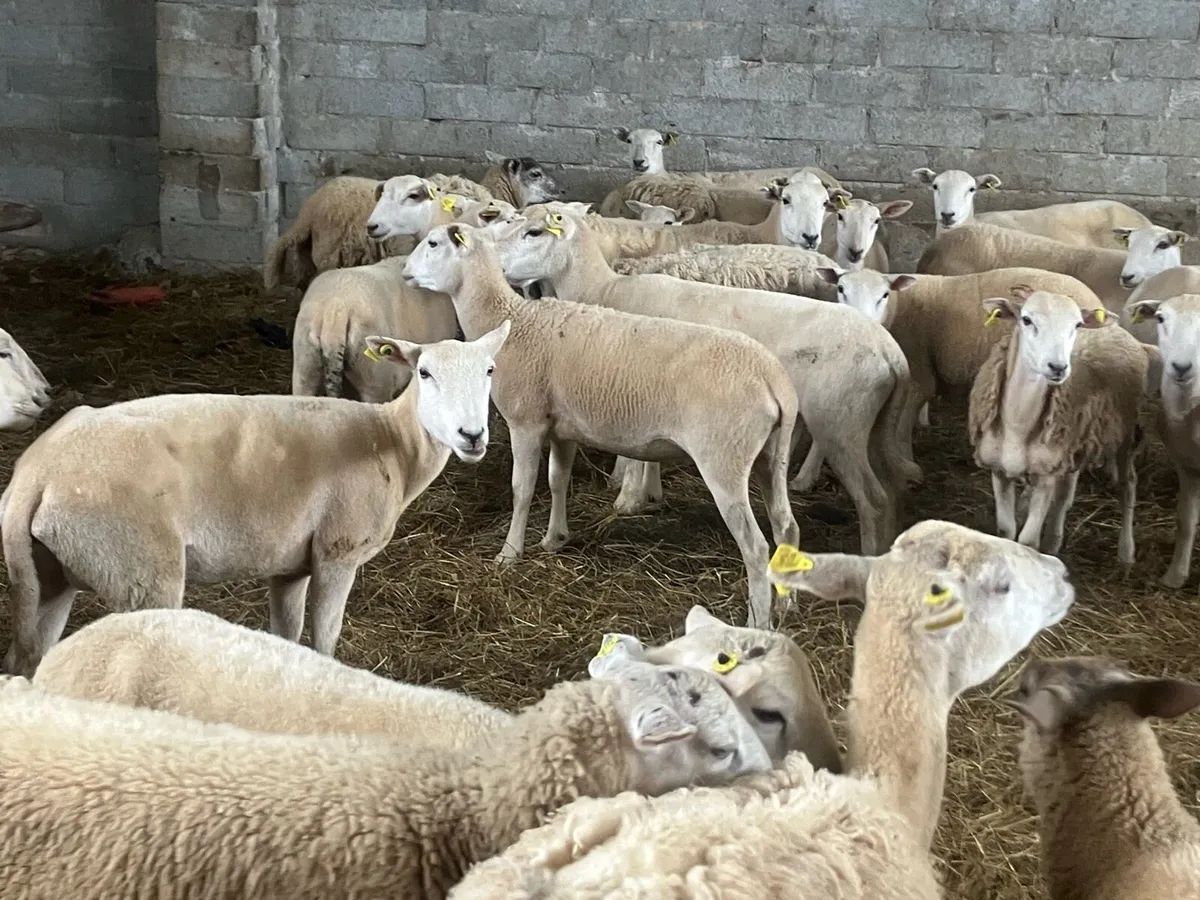 Full Symbol Organic hoggets - Image 1