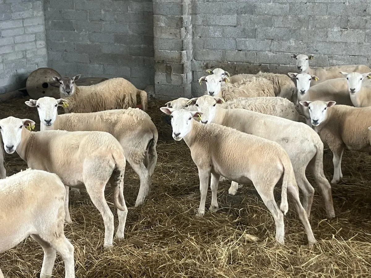 Full Symbol Organic hoggets - Image 2