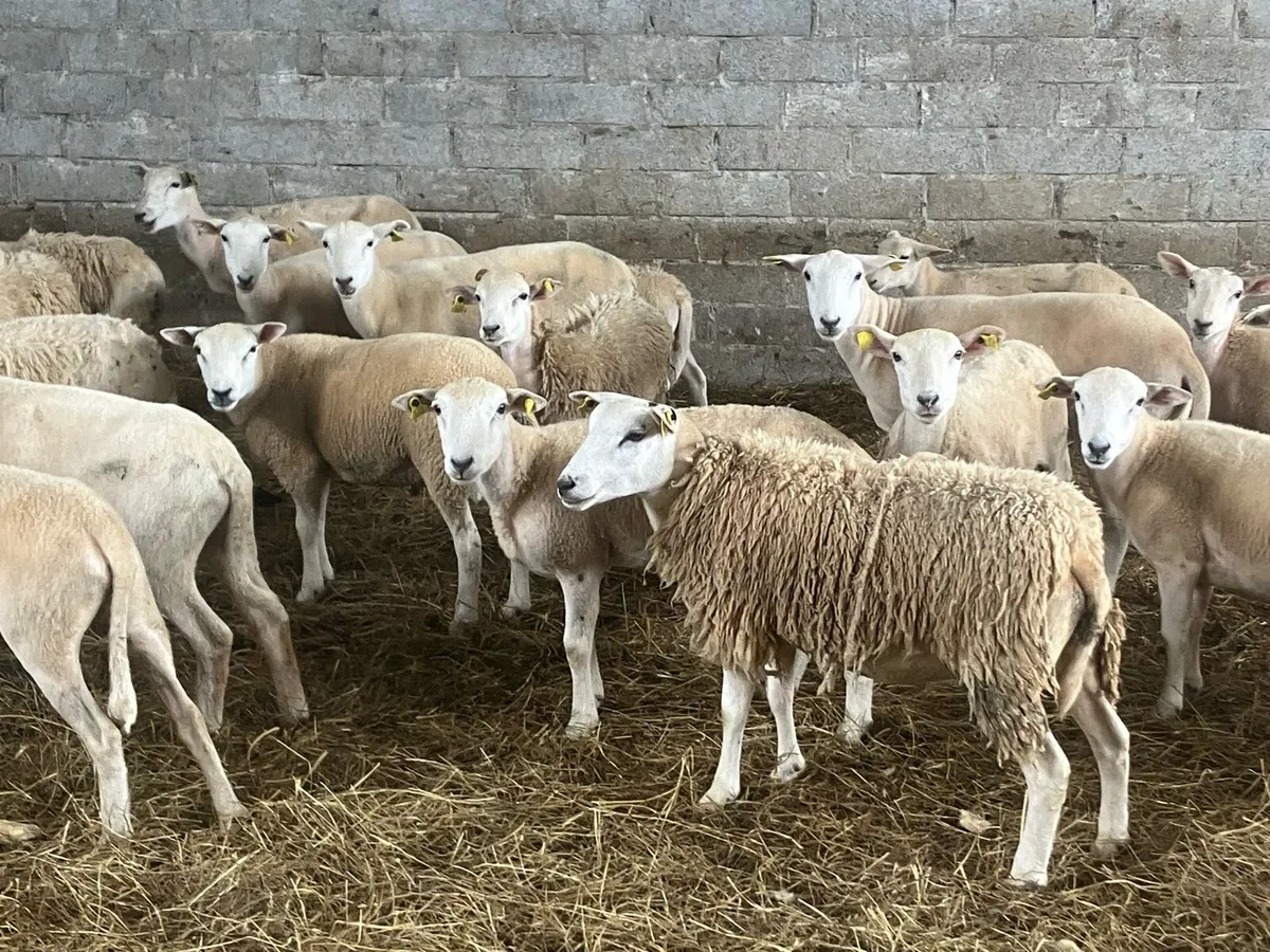Full Symbol Organic hoggets - Image 3