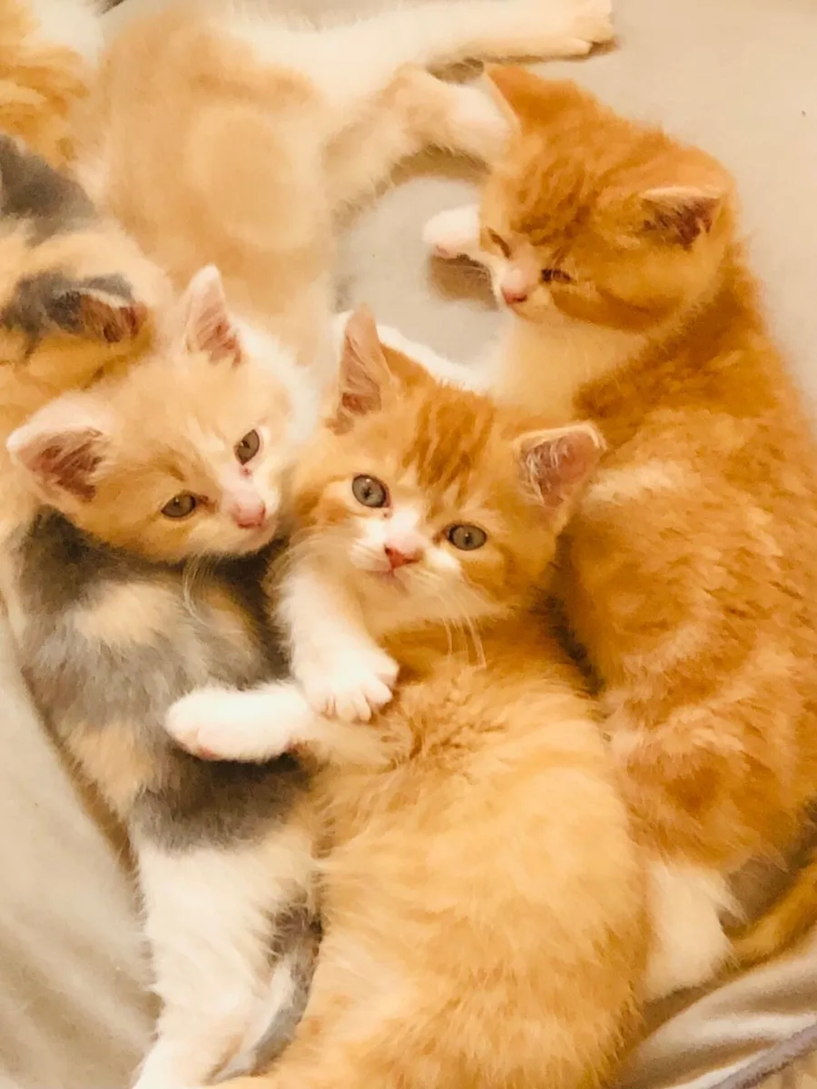 Persian x kittens - Image 2