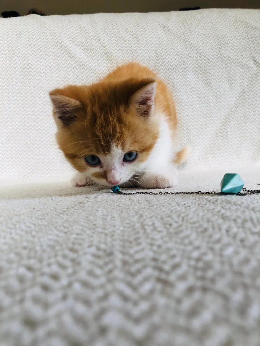 Persian x kittens - Image 3