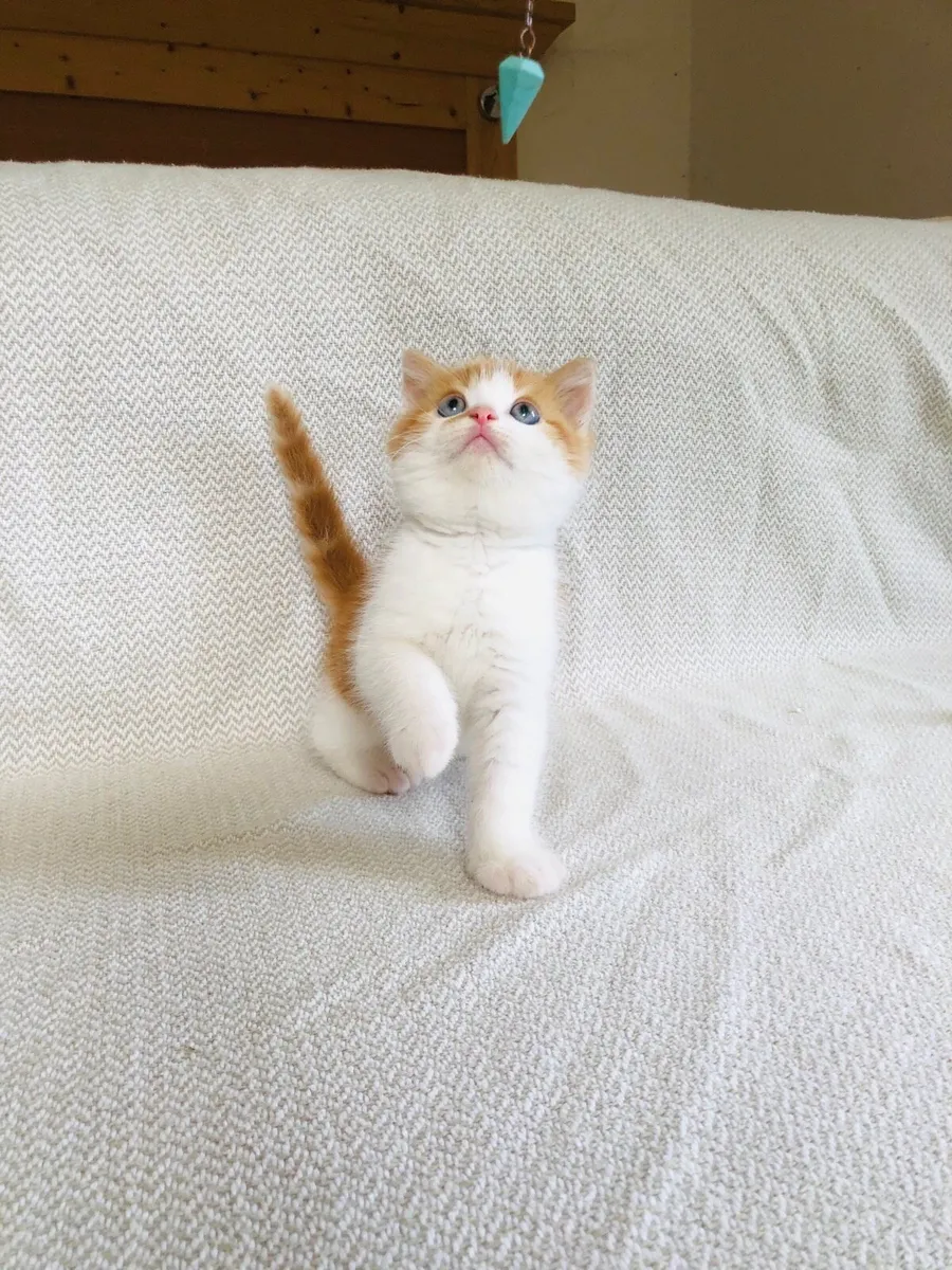 Persian x kittens - Image 4