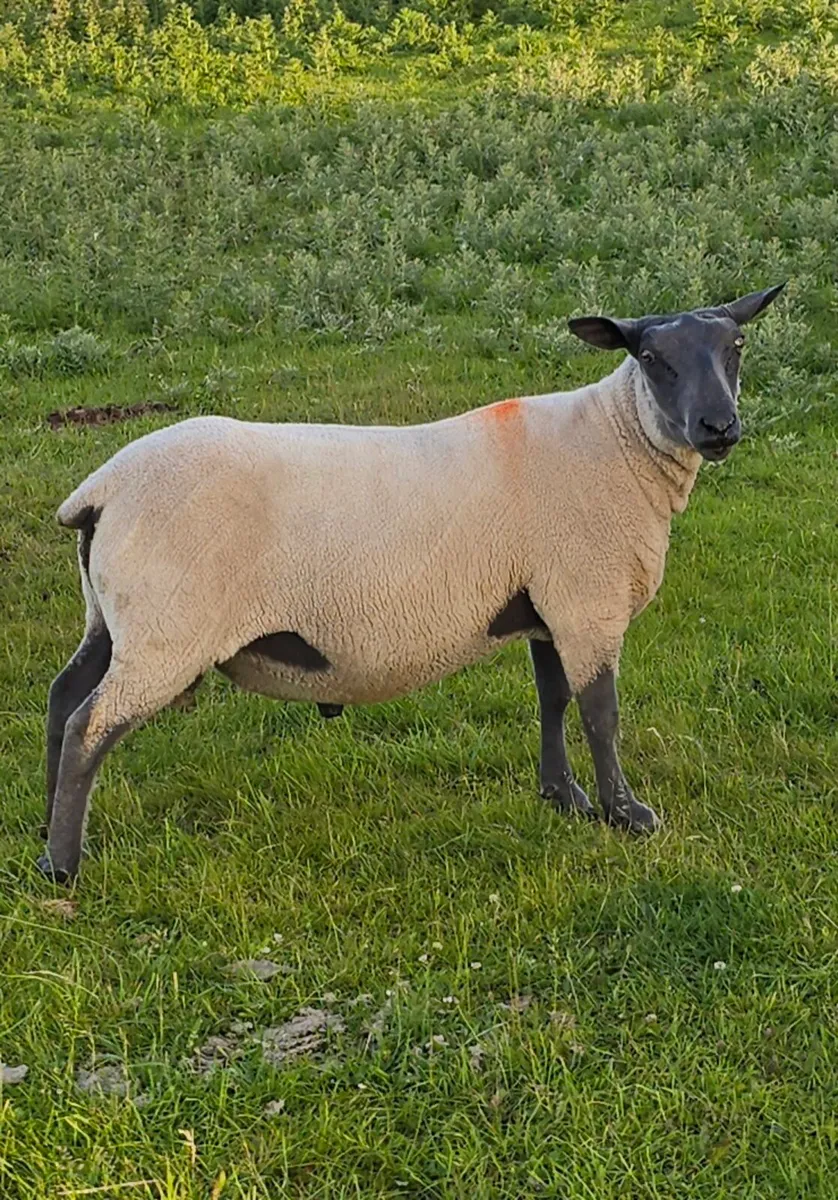 Bleu Du Maine Hogget Rams Shearlings - Image 1