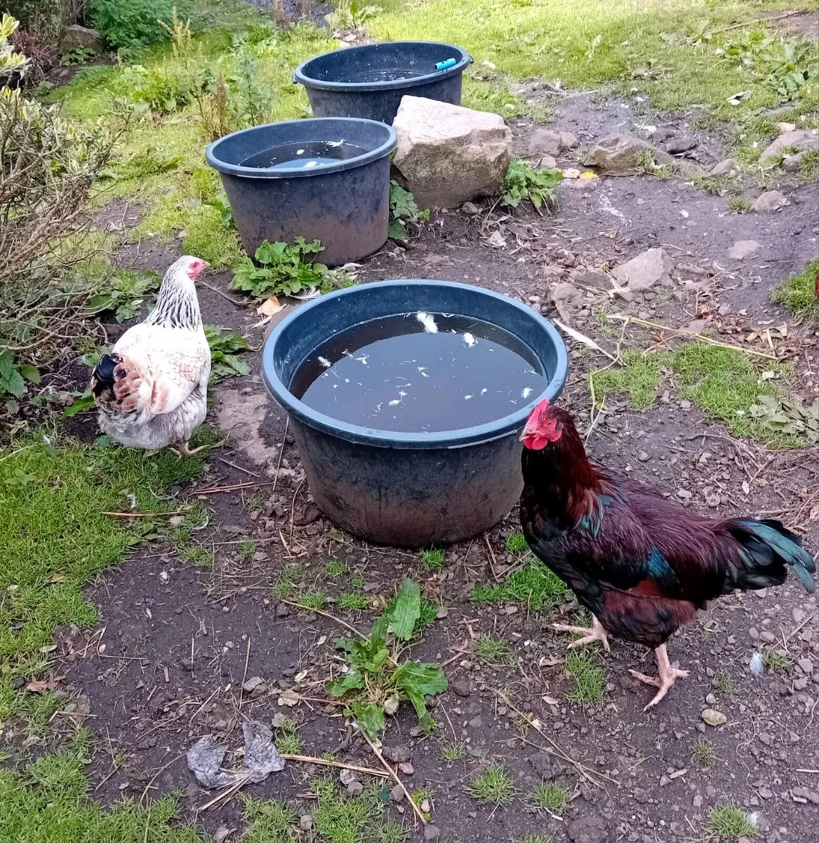 Hens and rooster - Image 1