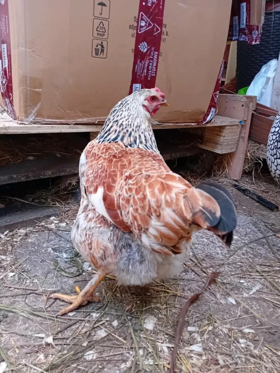Hens and rooster - Image 2