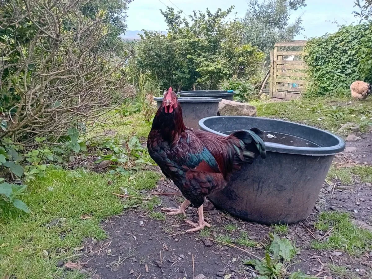 Hens and rooster - Image 3