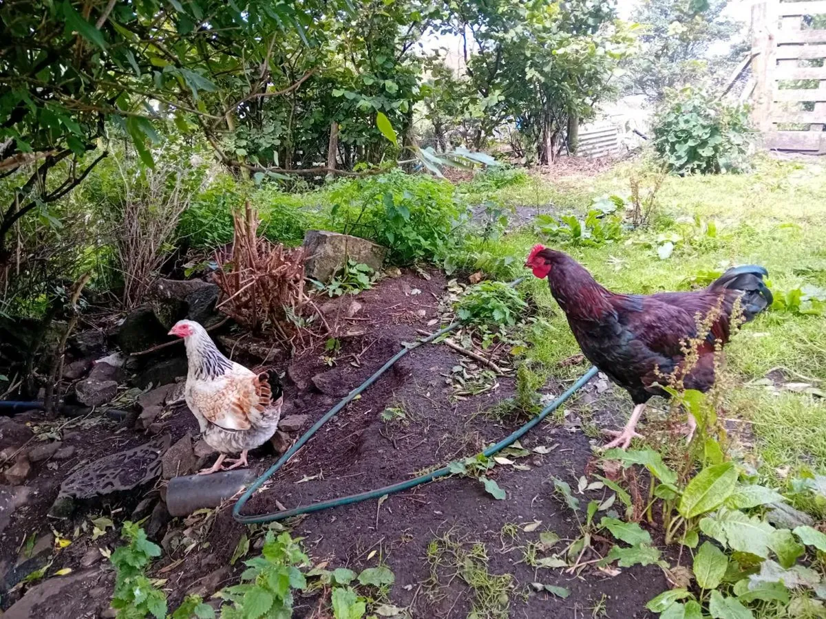 Hens and rooster - Image 4